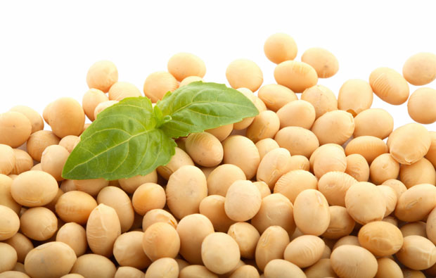 What-is-Soy-Protein